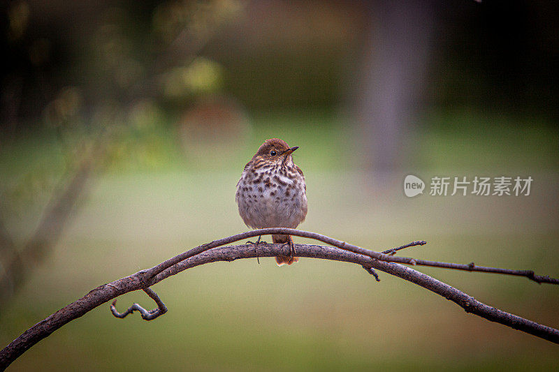 Grive solitaire (Catharus guttatus)，隐士画眉。